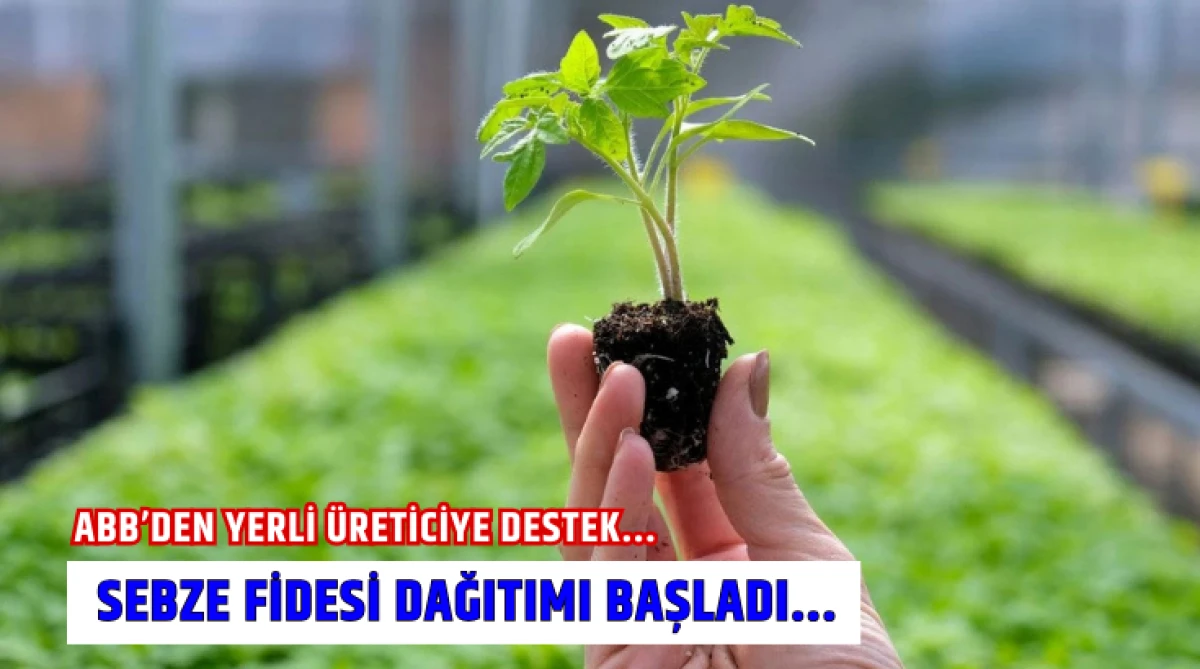 ABB’den yerli üreticiye destek... Sebze fidesi dağıtımı başladı...