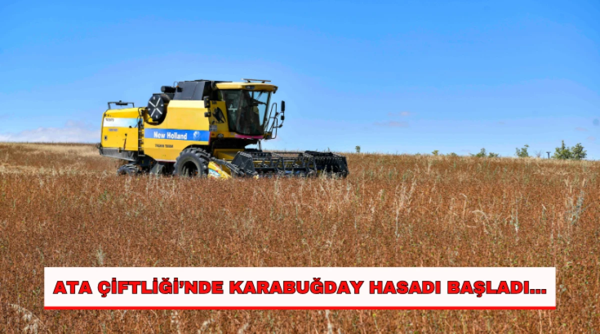 Ata &Ccedil;iftliği&rsquo;nde Karabuğday Hasadı Başladı...