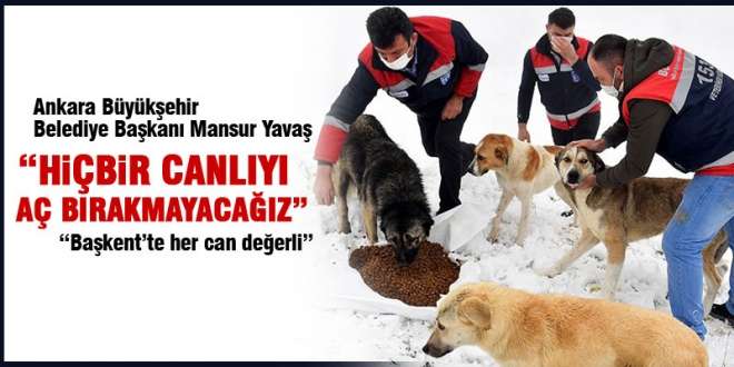 Mansur Yavaş: Hiçbir canlıyı aç bırakmayacağız