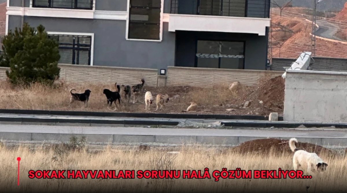 Sokak Hayvanları Sorunu Halâ Çözüm Bekliyor...